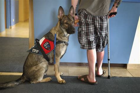 Service dog adoption. Things To Know About Service dog adoption. 
